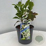 Hydrangea quercifolia GM C3
