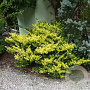 Ilex crenata 'Golden Gem' 30-40 cm 5,0L