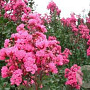 Lagerstroemia indica 'Pink Velour' 125-150 cm 20L
