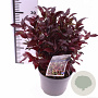 Leucothoe 'Zeblid' 20-30 cm 2,0L