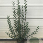 Ligustrum vulgare 60-80 cm 4,0L