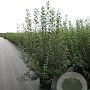 Ligustrum vulgare 100-125 cm 12L