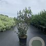 Osmanthus heterophyllus 60-80 cm 12L