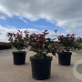 Photinia fraseri 'Little Red Robin' 20-30 cm 3,0L
