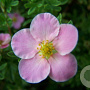 Potentilla f. 'Pretty Polly' 20-30 cm 2,0L