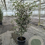 Quercus ilex 100-125 cm 20L