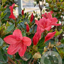 Rhododendron (AJ) 'Aladdin Scout' 80-100 cm 20L breed
