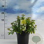 Spiraea jap. 'Albiflora' 20-30 cm 2,0L