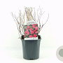 Spiraea jap. 'Anthony Waterer' 20-30 cm 2,0L