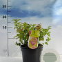 Spiraea jap. 'Goldflame' 20-30 cm 2,0L