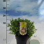 Spiraea jap. 'Little Princess' 20-30 cm 2,0L