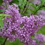 Syringa persica 125-150 cm 20L
