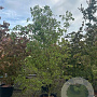 Cornus 'Norman Hadden' 300-350 cm cont. 110L