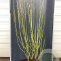Cornus sericea 'Flaviramea' 175-200 cm 20L
