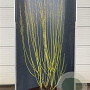 Cornus sericea 'Flaviramea' 200-225 cm 20L
