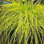 Carex 'Everillo' C1.5 wortelecht
