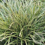 Carex 'Ice Dance' GM C5