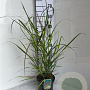 Panicum virgatum 'Squaw' GM C3