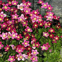 Saxifraga (A) 'Blütenteppich' GM P13