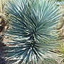 Yucca rigida 'Blue Sentry' 80-100 cm 20L