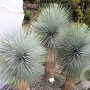 Yucca thompsoniana 60-80 cm 35L