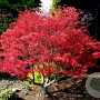 Acer palmatum 'Beni-maiko' 80-100 cm 20L