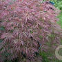 Acer palmatum 'Ornatum' 200-250 cm cont. 180L