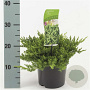 Juniperus procumbens 'Nana' 20-30 cm 2,0L