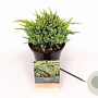 Juniperus squamata 'Holger' 20-25 cm 2,0L