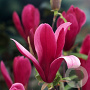 Magnolia liliiflora 'Nigra' 125-150 cm 20L