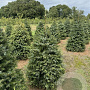 Picea omorika 125-150 cm draadkluit