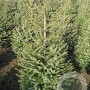 Picea omorika 125-150 cm met kluit