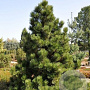 Pinus heldreichii GM 10L
