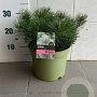 Pinus mugo mugo 30-35 cm 5,0L