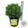 Pinus mugo 'Winter Gold' GM C5