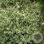 Pittosporum tenuifolium 'Green Elf' 100-125 cm 20L