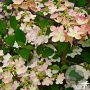 Viburnum plicatum 'Kilimanjaro Sunrise' 125-150 cm 50L