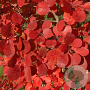 Cotinus coggygria 'Flamissimo' 100-125 cm 20L