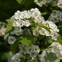 Crataegus coccinea 200-250 cm 20L geveerd