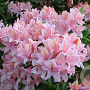 Rhododendron (AV) 'Soir de Paris' 40 cm 5,0L