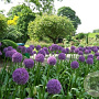 Allium 'Ambassador' gm 4,0L