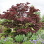 Acer palmatum 'O-kagami' 300-350 cm cont. 180L