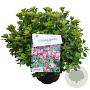 Rhododendron (AJ) 'Peggy Ann' 25-30 cm 4,0L