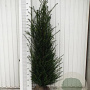 Taxus baccata 125-150 cm met kluit