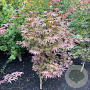 Acer pal. 'Atropurpureum' 125-150 cm met kluit extra