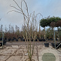 Albizia julibrissin 250-300 cm draadkluit meerstammig solitair