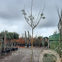 Albizia julibr. Ombrella 120 cm stam draadkluit 14-16