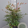 Nandina domestica 60-80 cm 10L