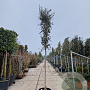 Quercus suber 180 cm stam container 16-18 leiboom