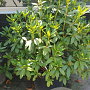 Rhododendron 'Cunningham's White' 90-100 cm container